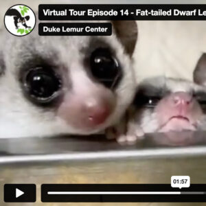 A screenshot of a video showing virtual tour episode highlighting dwarf lemurs