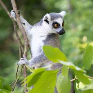 A ring-tailed lemur clings to a branch surrounded by leaves