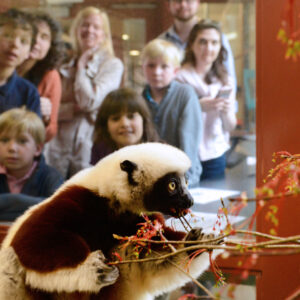 A sifaka eats leaves while a tour group watches behind a glass window