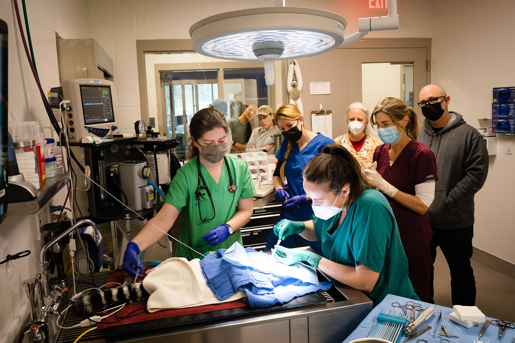 A team of veterinarians performs sinus surgery on a ring-tailed lemur.