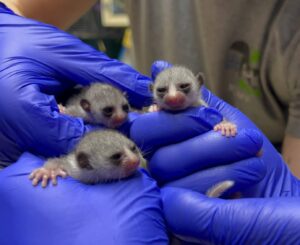 Three infant dwarf lemurs held in gloved hands