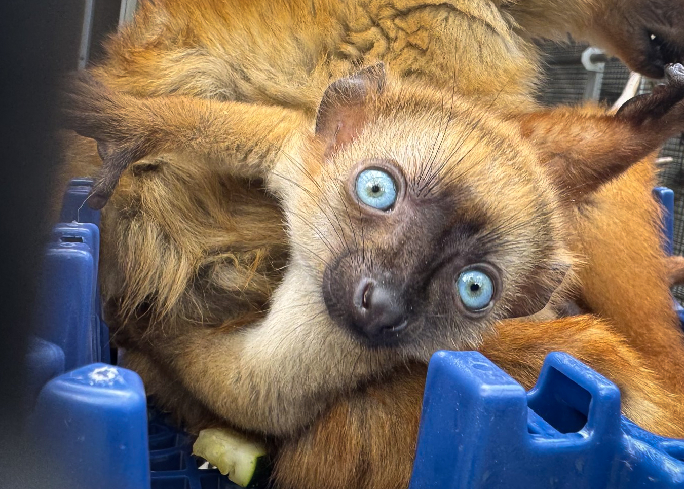 A reddish-orange infant lemur with striking blue eyes clings to her mom while peering curiously at the photographer