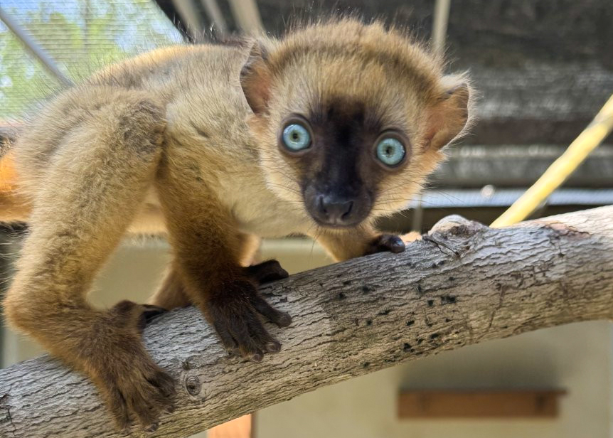 A young blue-eyed black lemur with reddish-orange fur and striking blue eyes plays on a branch inside her enclosure