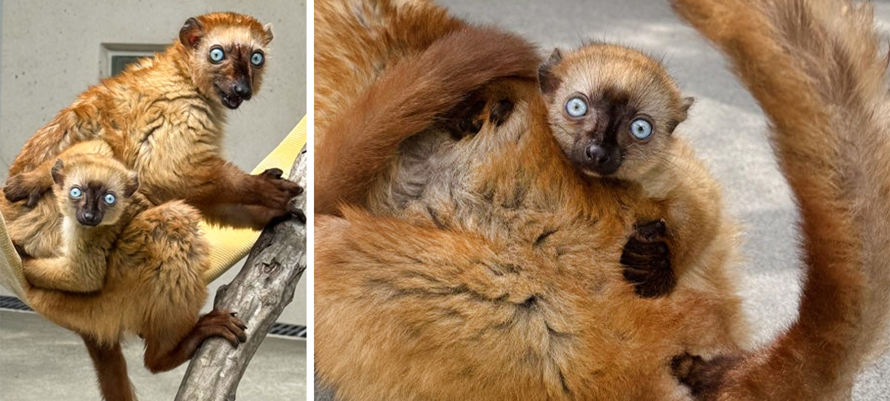 A two-image collage showing an infant lemur with reddish-orange fur and striking blue eyes clinging to her mother, who shares the same coloration