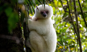 Silky sifaka clinging to tree and looking at camera