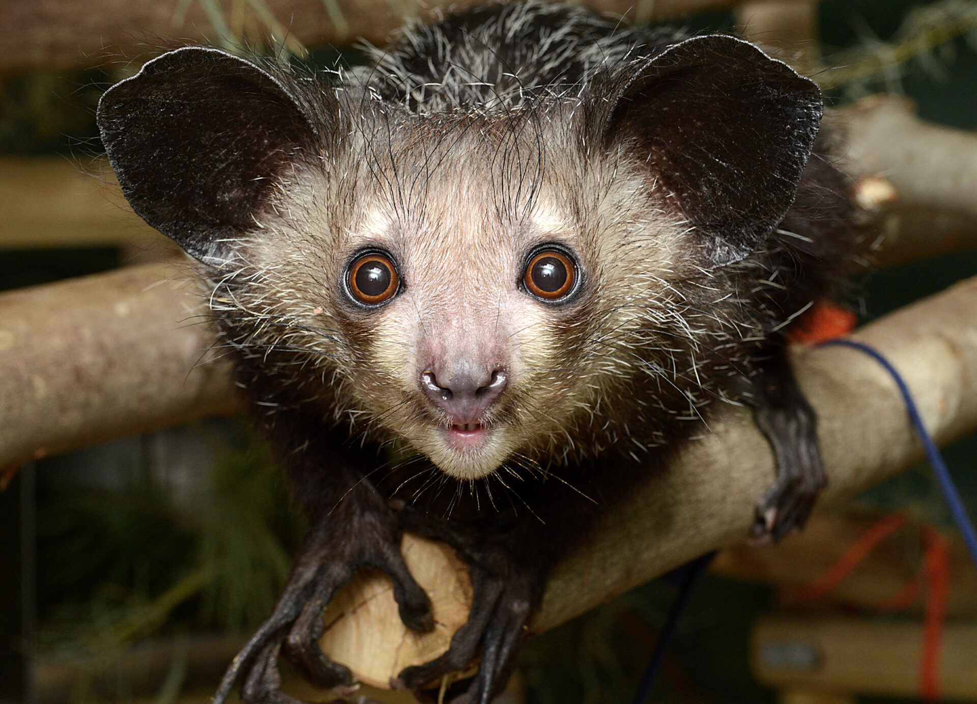 A female aye-aye lemur looks at the camera. She has big ears and big eyes and hands with a skeletal middle finger