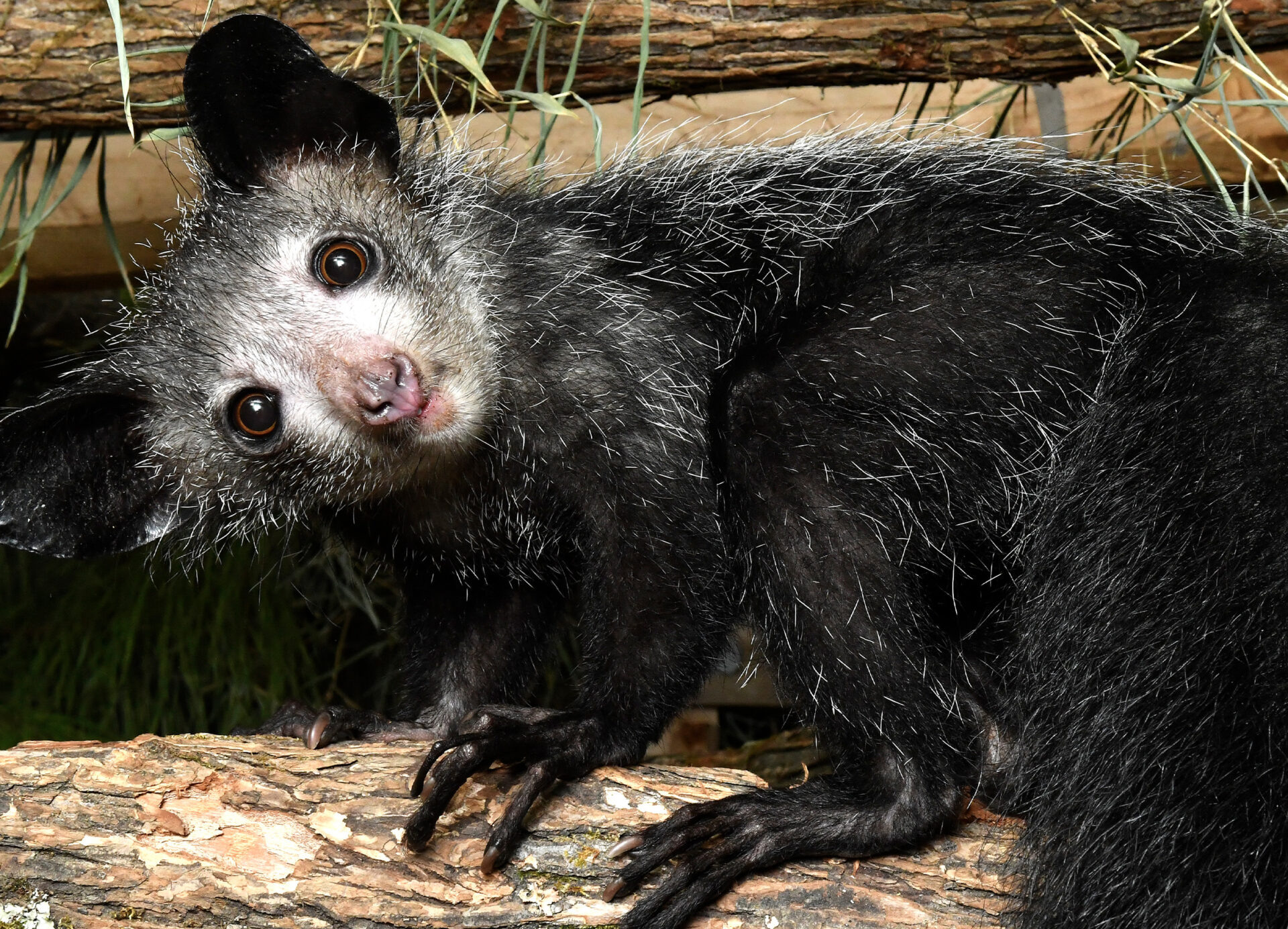 An aye-aye lemur tilts her head at the camera