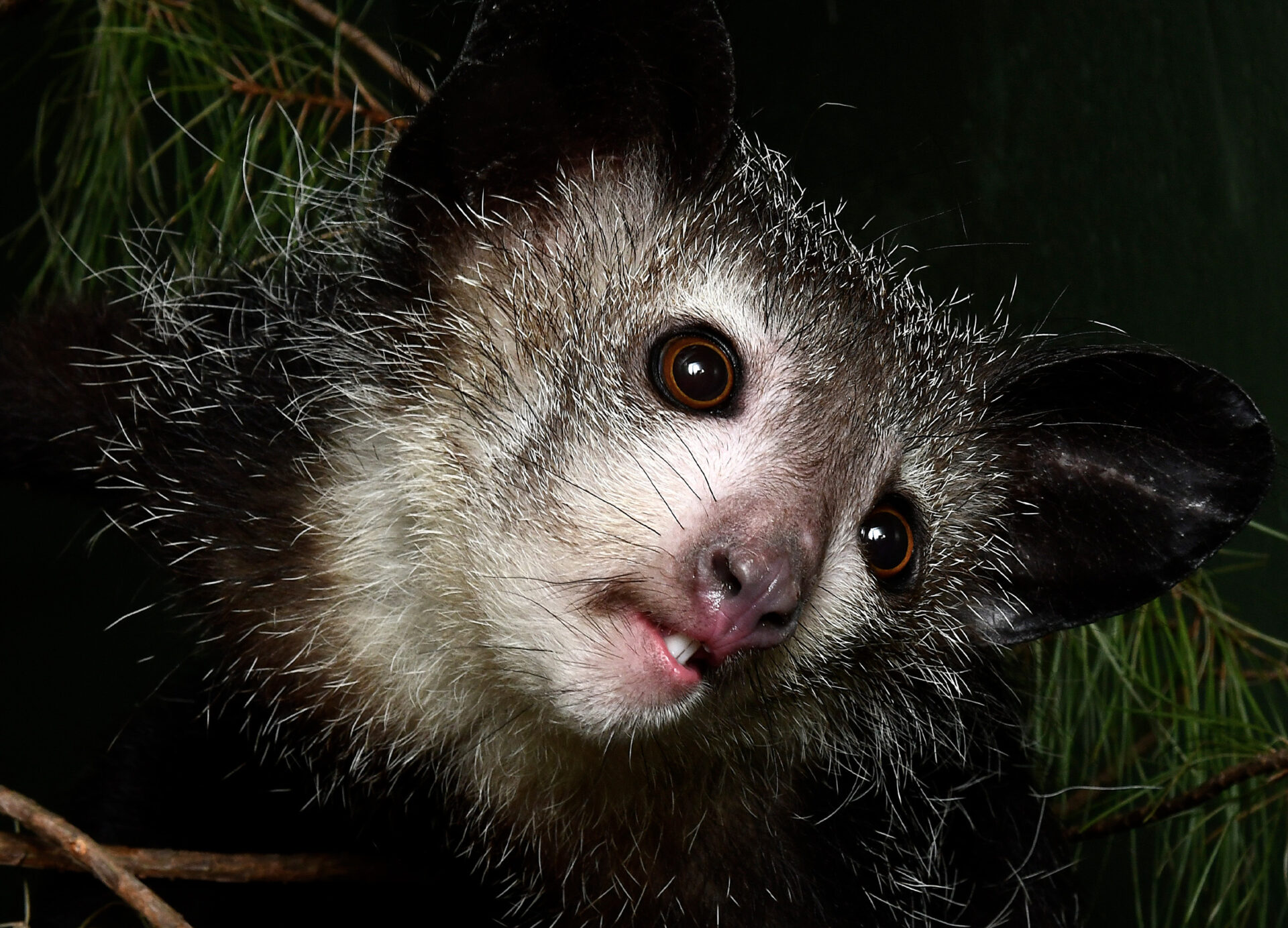 Aye-aye with front teeth showing