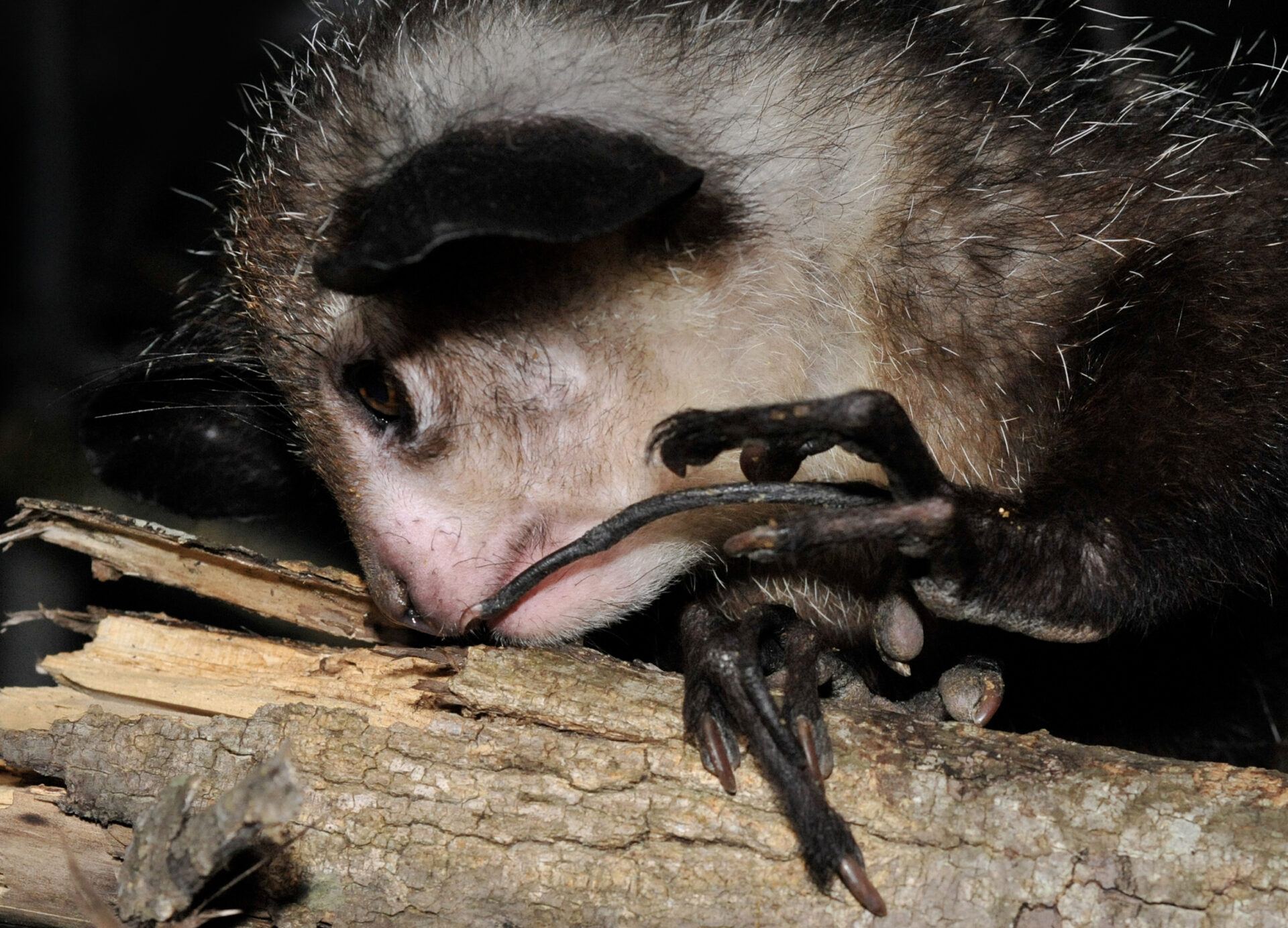 Aye-aye tap foraging with long skeletal middle finger echolocation