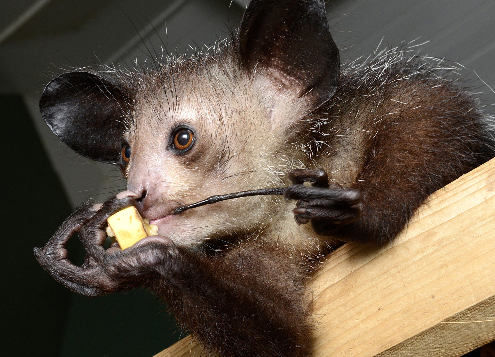 Aye-aye lemur using long skeletal middle finger to eat a piece of fruit