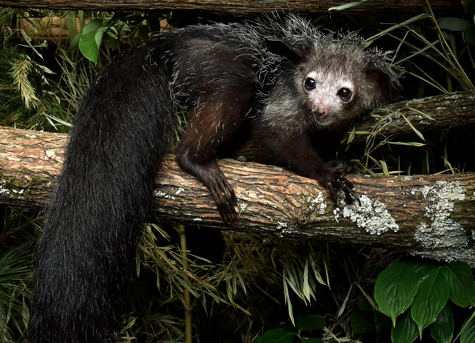Aye-aye female with a long bushy tail on a log surrounded by leaves