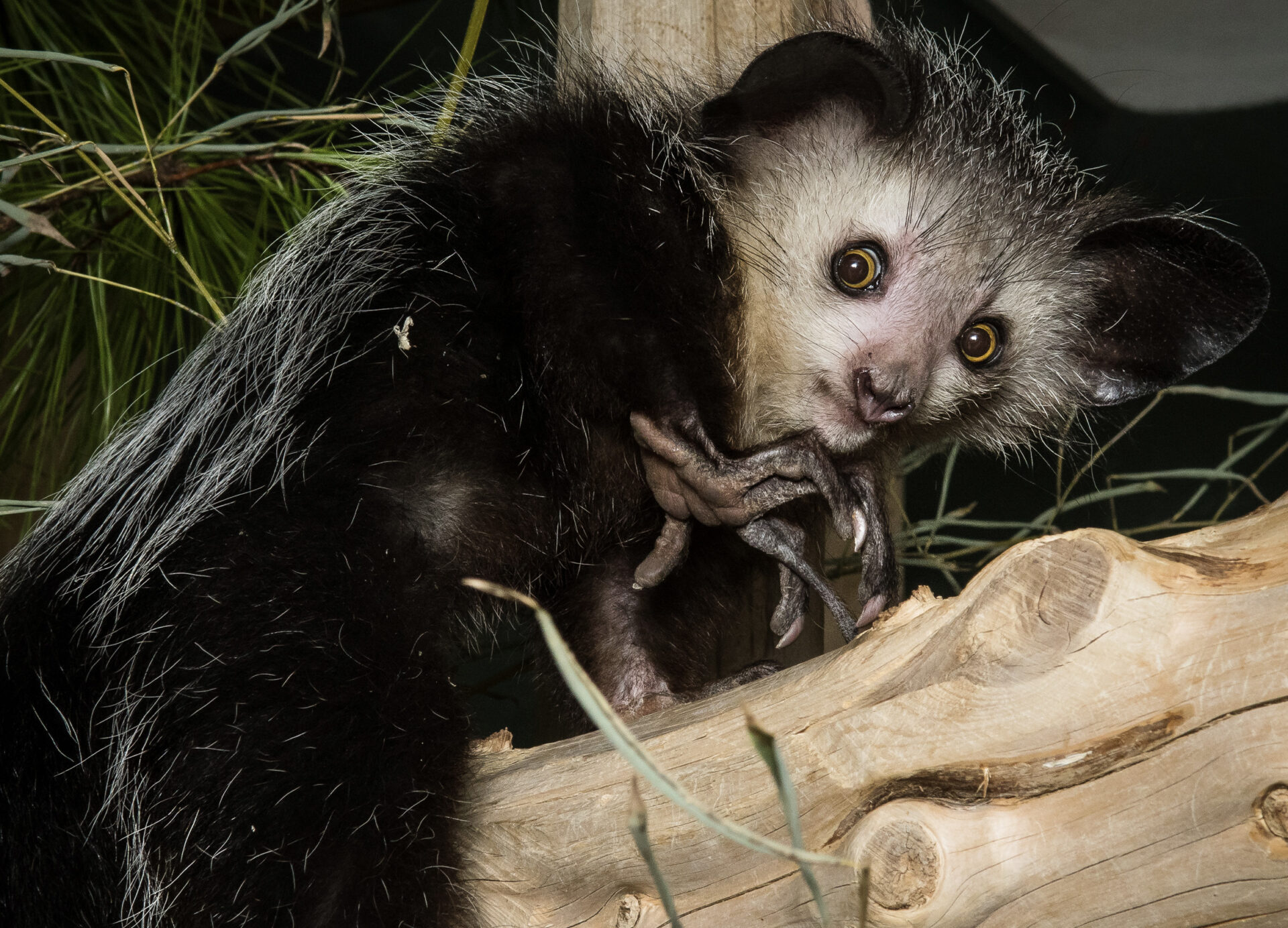 Aye-aye tap foraging with long skeletal middle finger echolocation