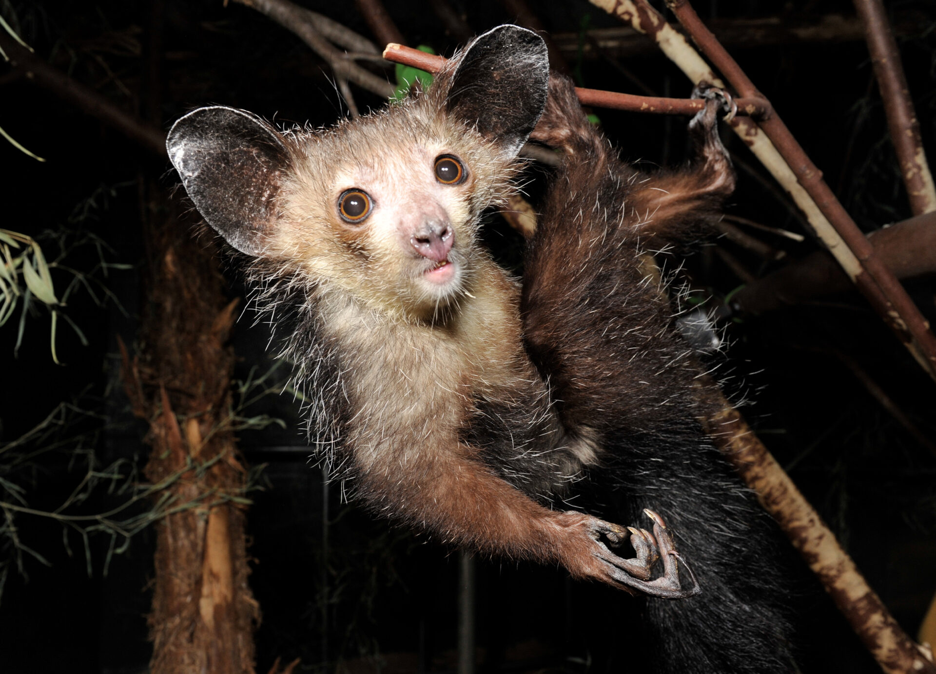 Aye-aye adult female dangling from back feet and left hand, with right hand and skeletal middle finger showing