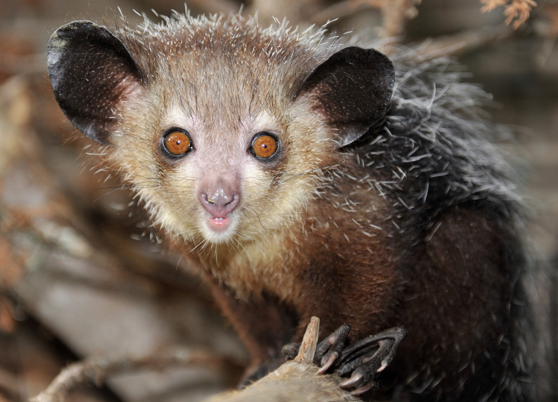 Male aye-aye with long skeletal middle finger showing