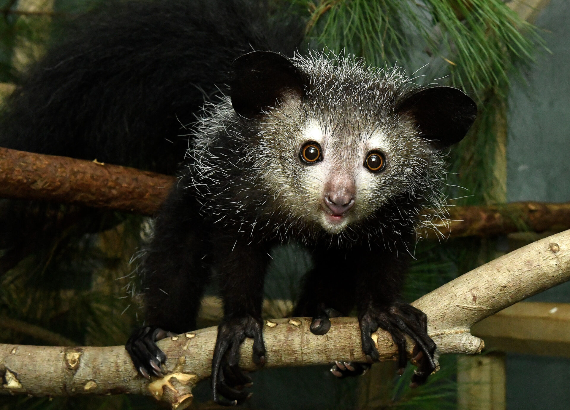Juvenile aye-aye looking at the camera with hands and skeletal middle fingers showing