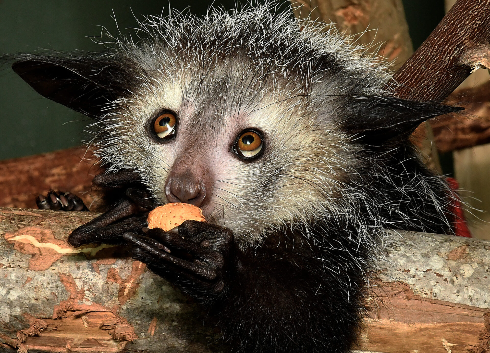 Aye-aye eating a large nut with strong front teeth and hands