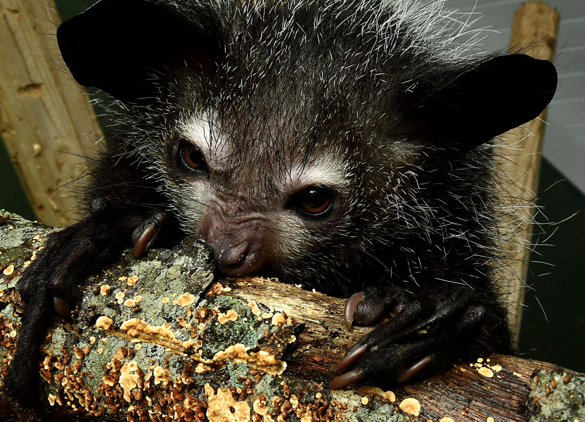 Aye-aye using strong front teeth to chew a hole into a rotten log to extract grubs