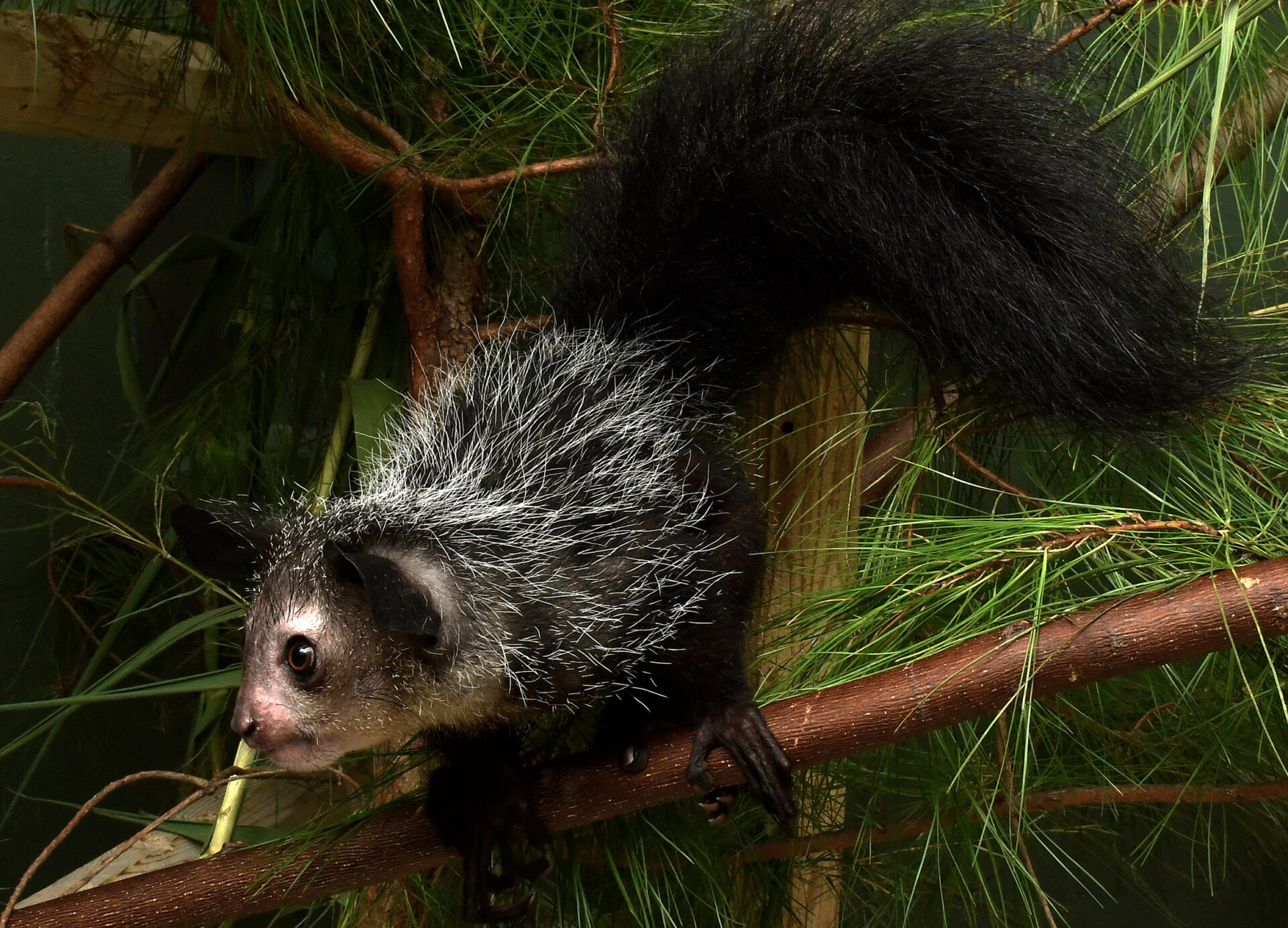 Adult female Aye-aye lemur with a bushy tail and white guard hairs