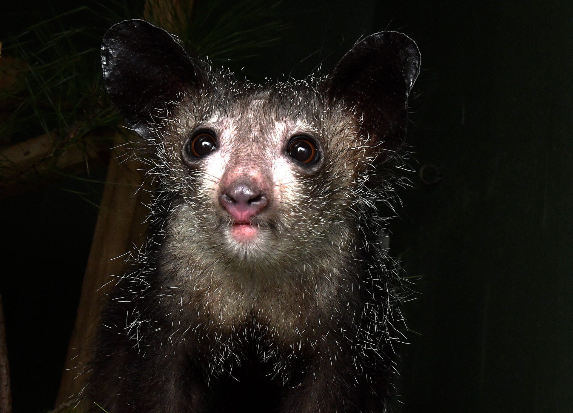 Portrait of a young aye-aye against a dark background with big ears showing