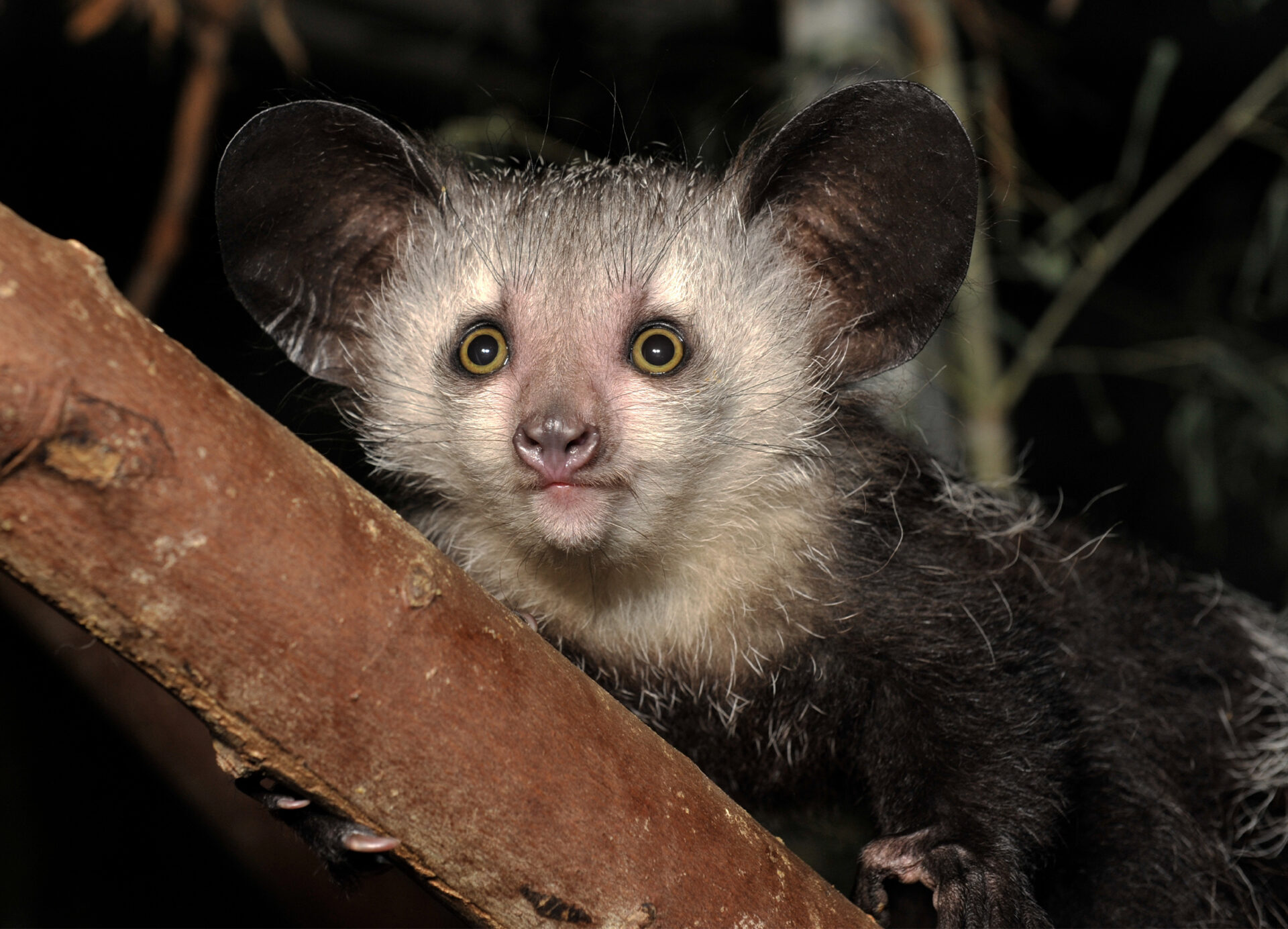 Juvenile female aye-aye lemur on a branch with large ears