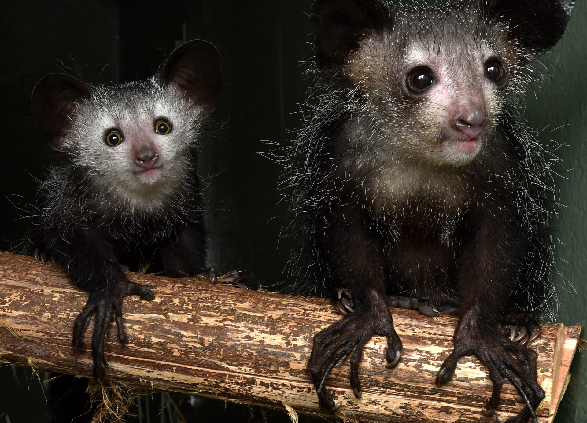 Aye-aye infant and mother sitting on a log with hands showing