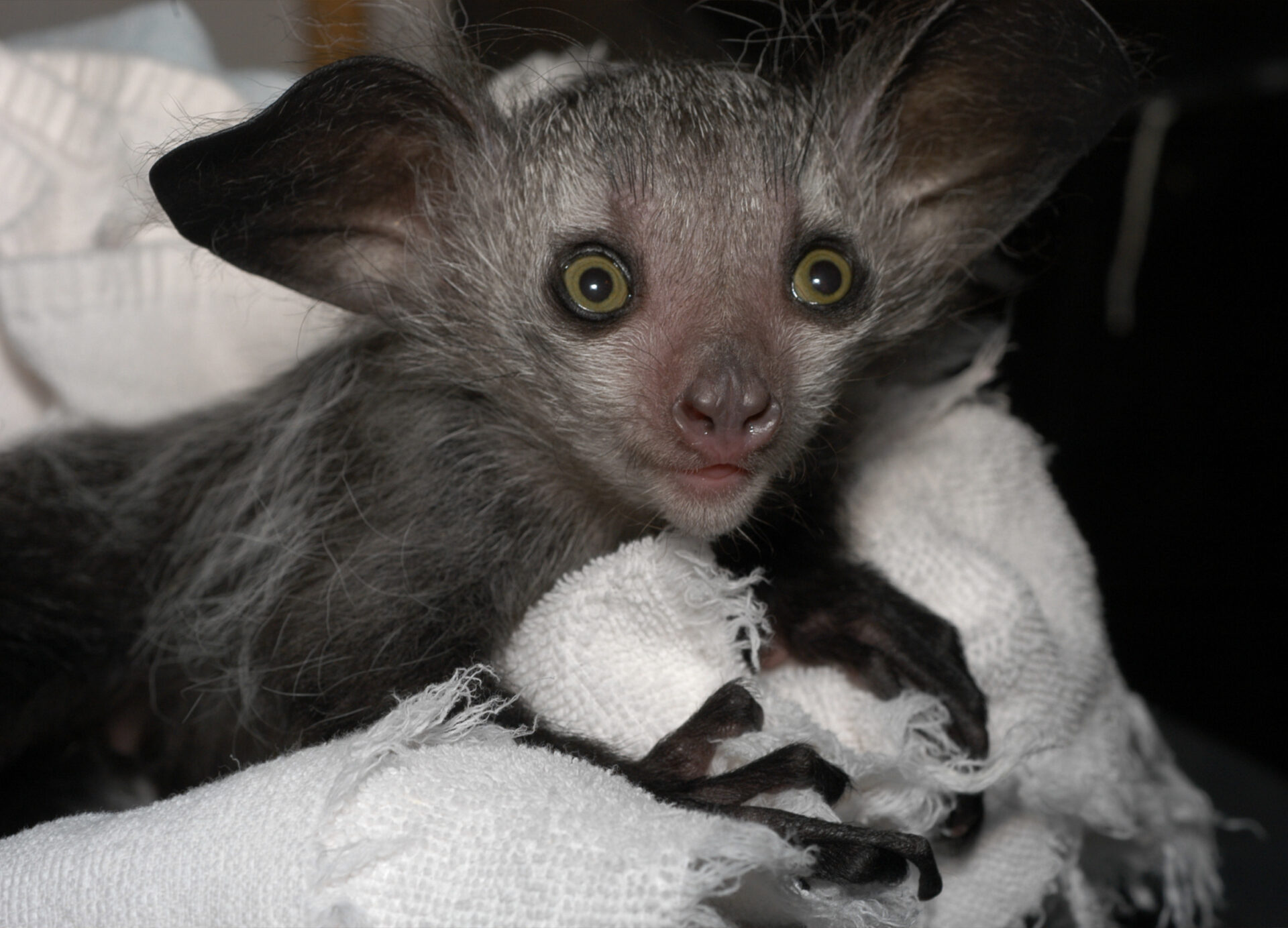 Infant aye-aye sitting on a towel during a routine weighing and wellness exam