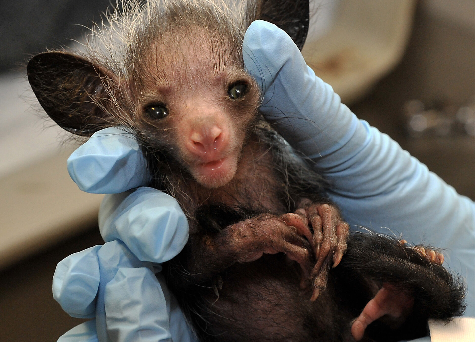 Aye-aye infant being held by a veterinarian wearing blue latex gloves