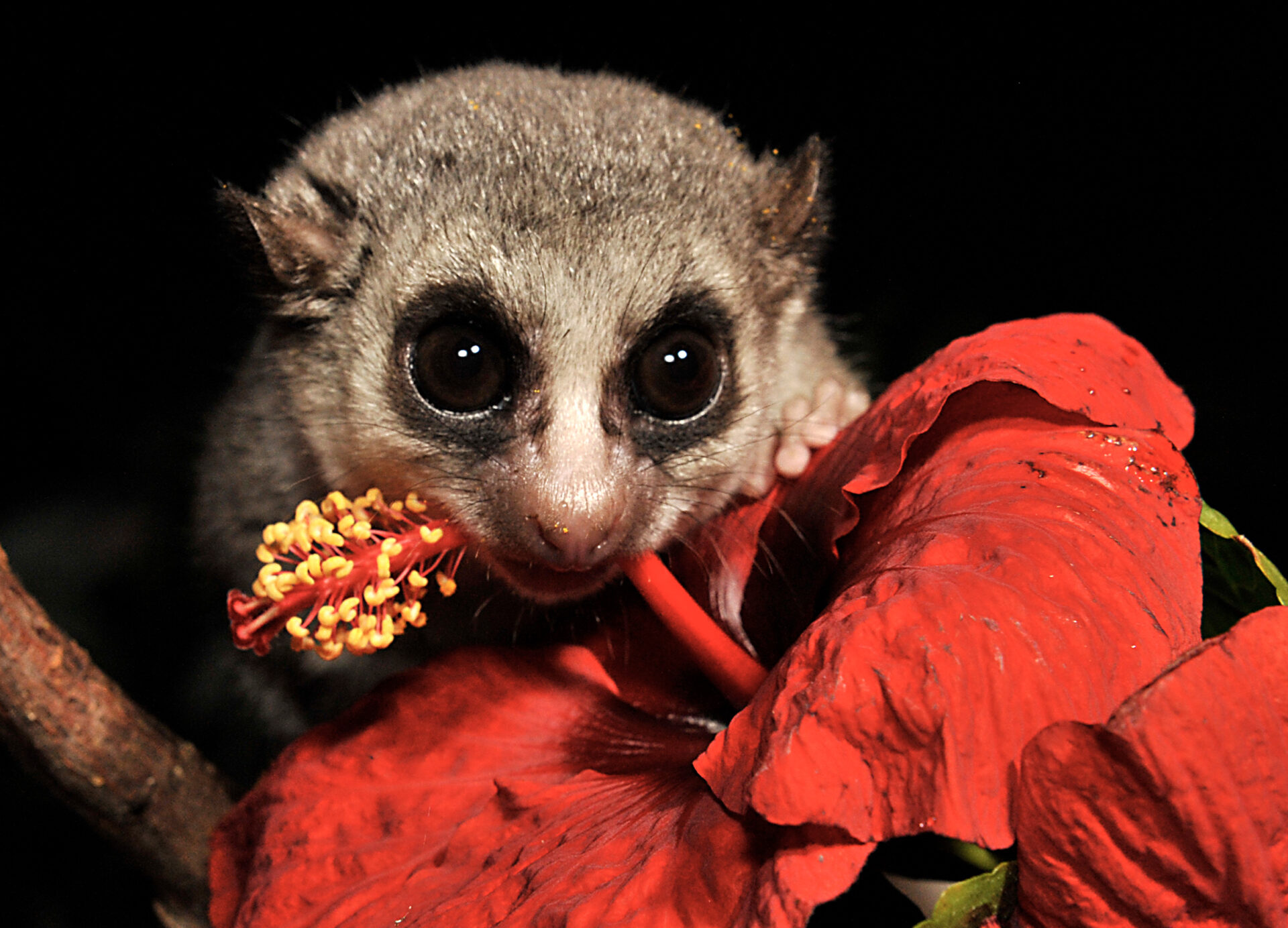 Fat-tailed Dwarf Lemur eating a red hibiscus flower