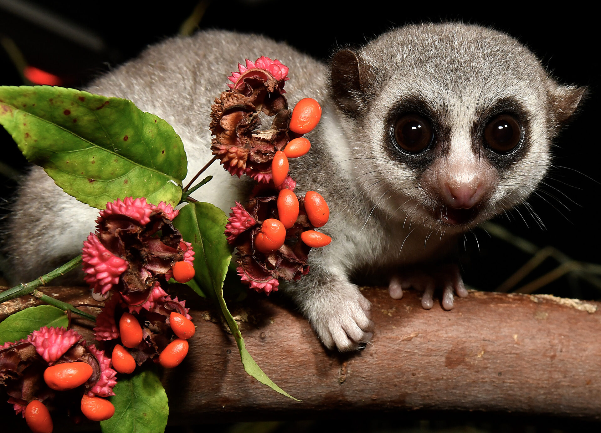 Fat-tailed Dwarf Lemur with red hearts-a-bustin berries and seed pods