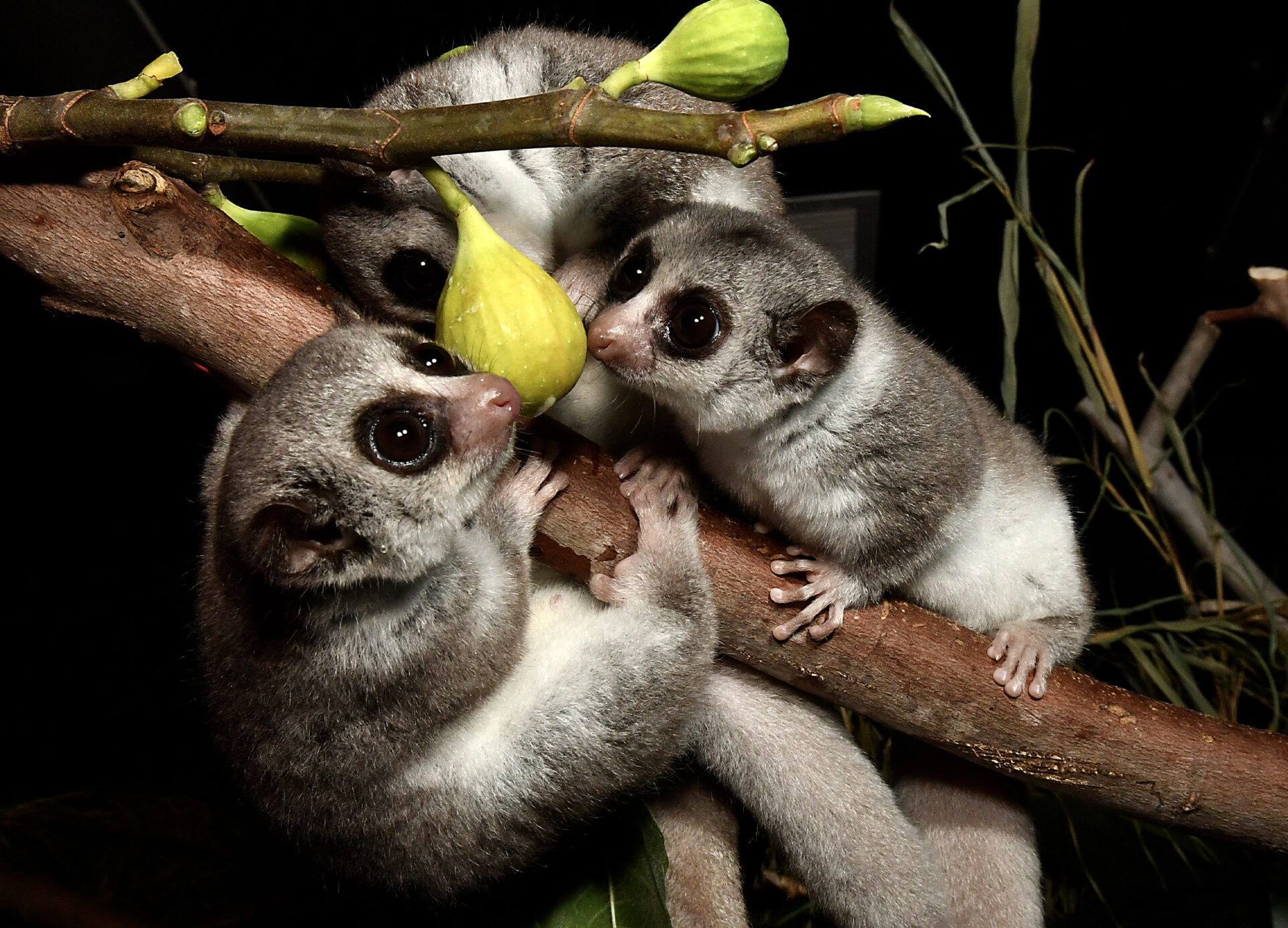 Fat-tailed Dwarf Lemur trio eating figs