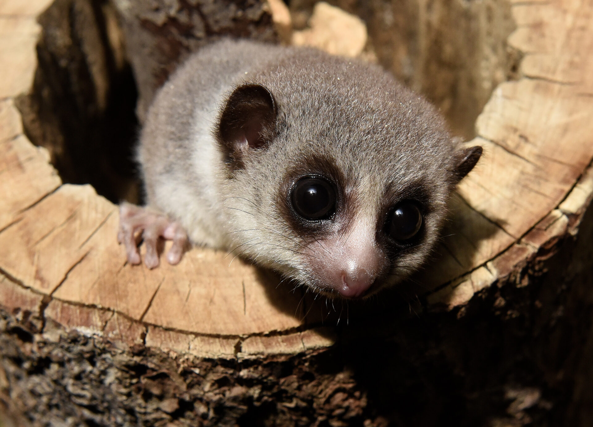 Fat-tailed Dwarf Lemur juvenile peeping out of a hollow log