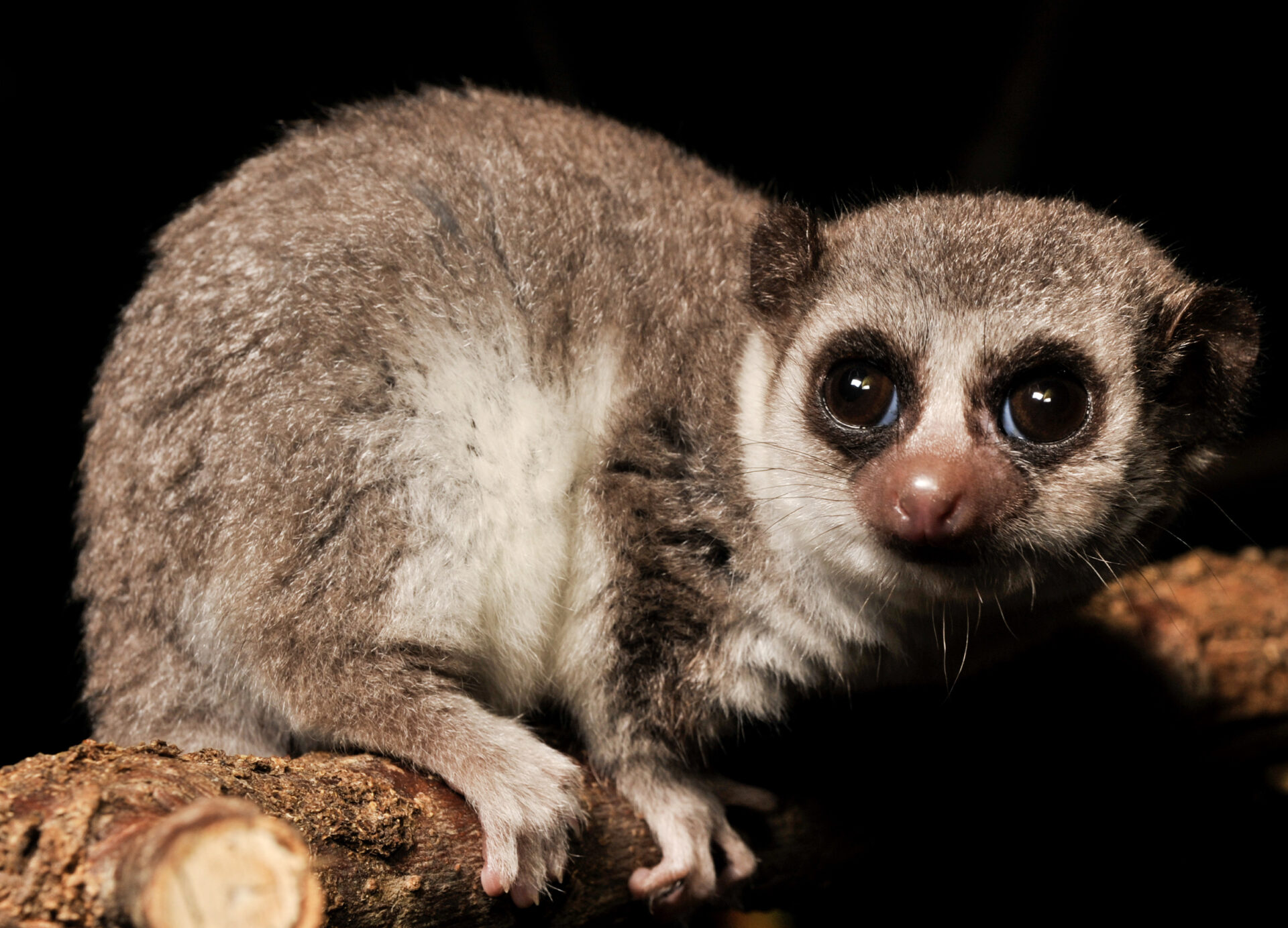 Fat-tailed Dwarf Lemur portrait against a black background