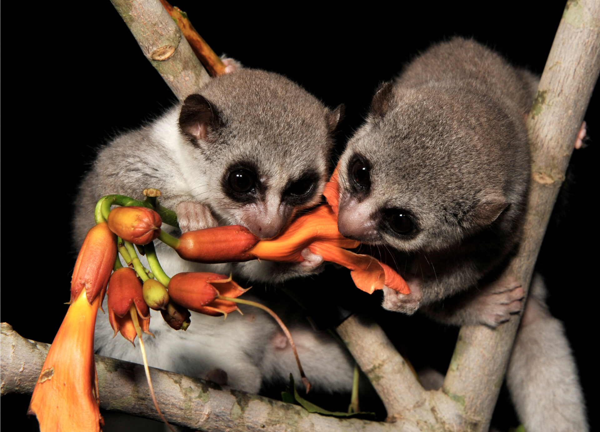 Fat-tailed Dwarf Lemur duo eating trumpet vine