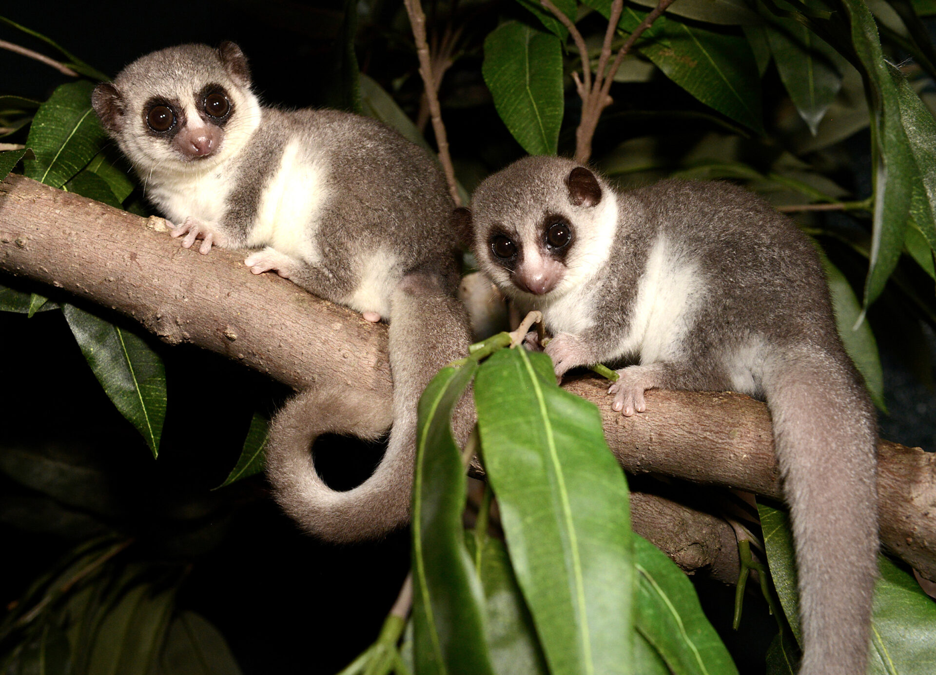 Fat-tailed Dwarf Lemur father and son in leafy branches