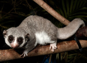 Fat-tailed Dwarf Lemur full body portrait