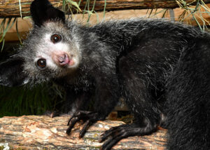 A female aye-aye cocks her head while looking at the camera