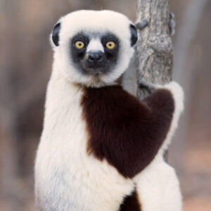 A powerful female sifaka looks directly at the camera. The title is "Corporate and Foundation Gifts"