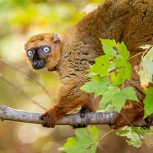 A female blue-eyed black lemur looks at the photographer while silhouetted against fall foliage and golden light. The text says "Endowments"