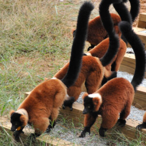 A family of six ruffed lemurs travel in a group. The text says "Join Our Giving Societies"