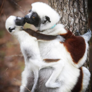 A sifaka mother "kisses" her infant on the nose. The title is "Honor and Memorial Gifts"