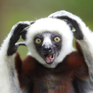 A sifaka has an excited look on her face. The text says "Top Priorities"