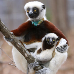 A mother sifaka cradles her infant. The title is "Legacy and Planned Gifts"