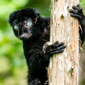 A male blue-eyed black lemur looks behind a tree trunk at the photographer. The text says "Major Gifts and Naming Opportunities"