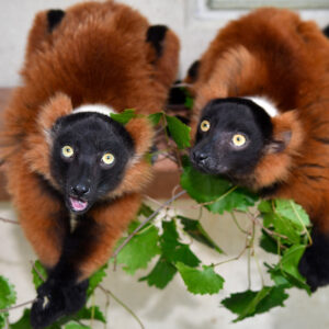 A matched pair of red ruffed lemurs munch on green leaves. The text says "Company Matching Gifts"