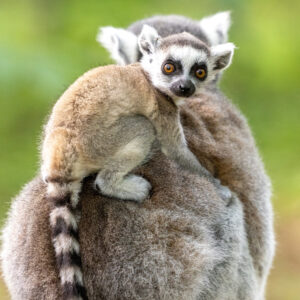 A ring-tailed lemur infant sits on her mom's back while looking at the camera. The text says "$5,000-$100,00 "Hope List""