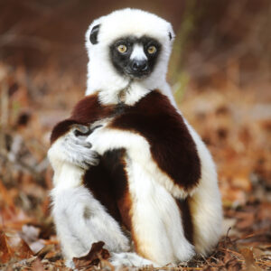 A solo Coquerel's sifaka lemur sits with his hands on his knees. The title is "Single and Monthly Gifts"