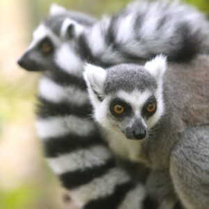 Two ring-tailed lemurs sit next to each other. The text says "Stock, IRA, and RMD/QCD Gifts"