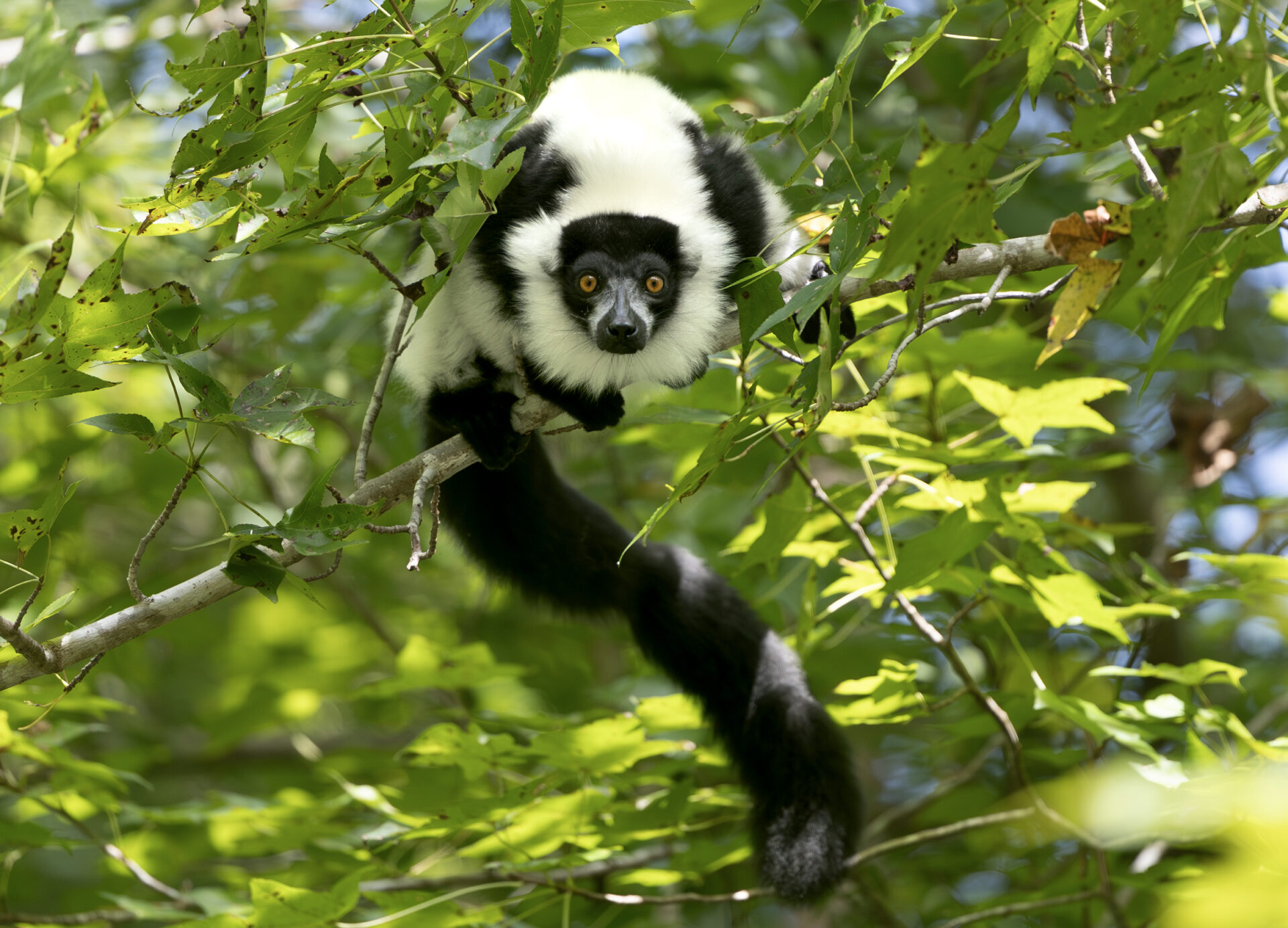 Black and White Ruffed Lemur - Duke Lemur Center, image size:1920x1384
