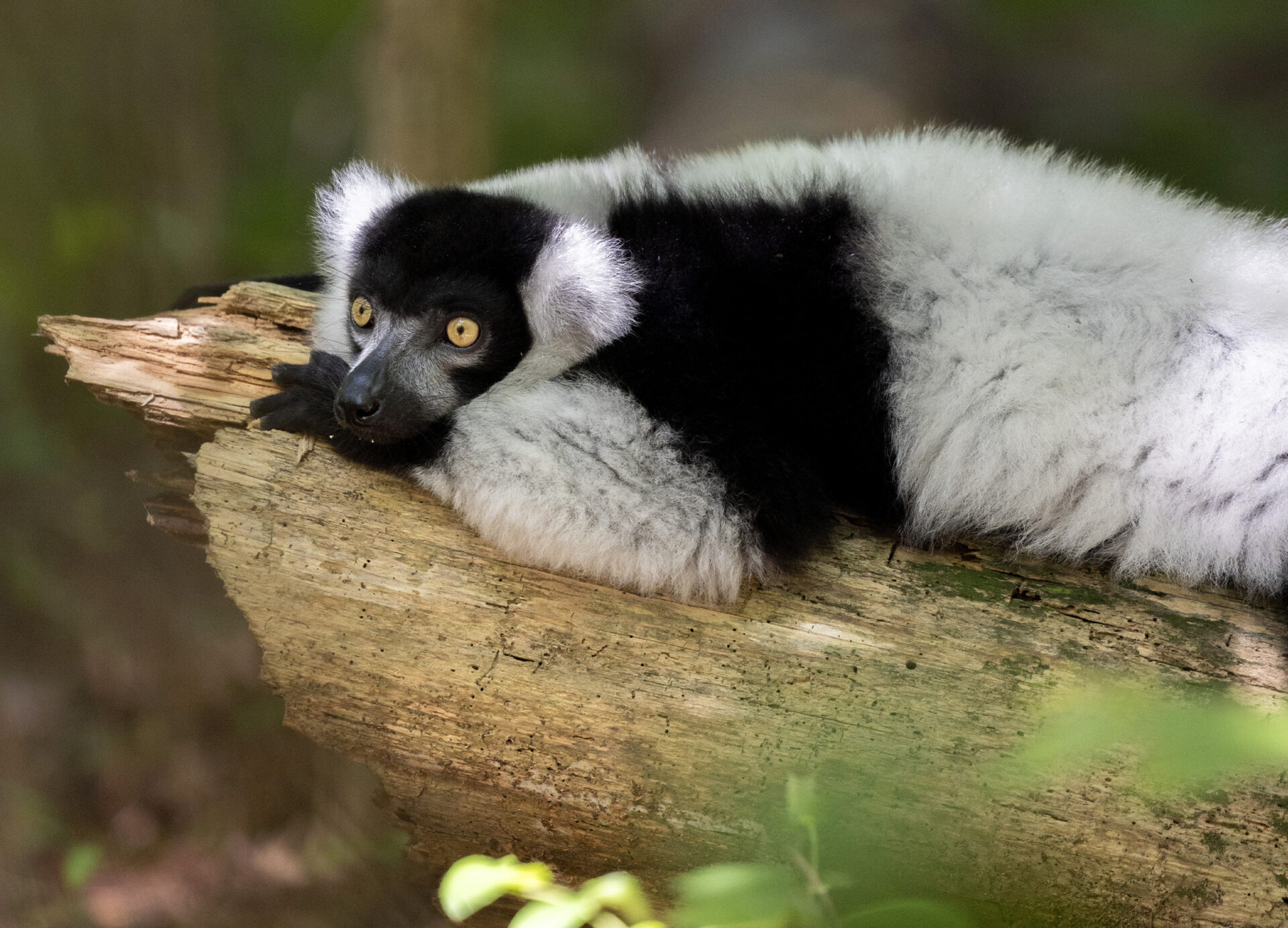 Black and White Ruffed Lemur - Duke Lemur Center, image size:1920x1384