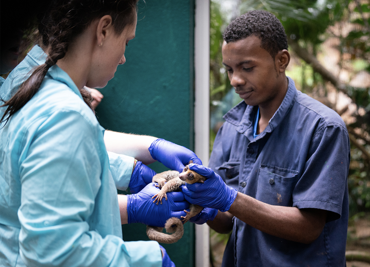 Two DLC husbandry technicians and a Parc Ivoloina zookeeper assess the body condition of a dwarf lemur